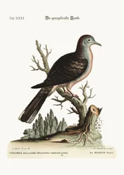 The transverse stripe or bared Dove